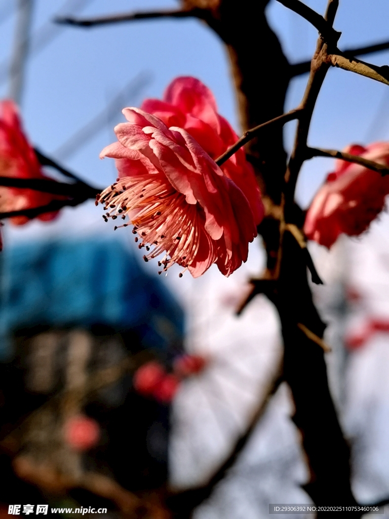 梅花