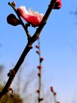 梅花