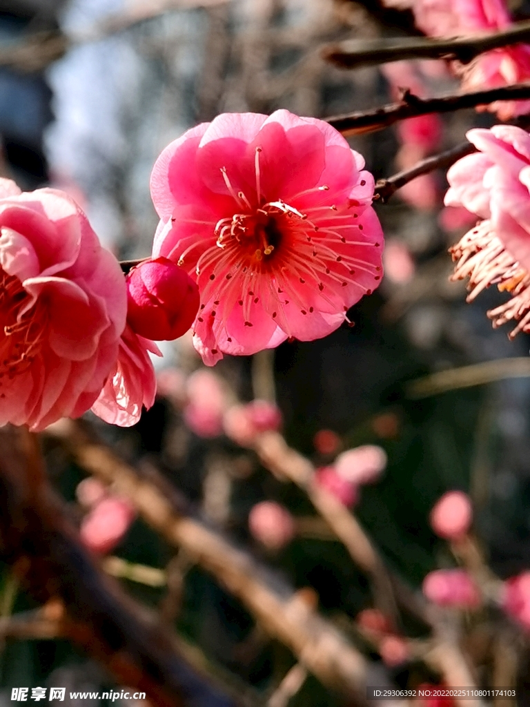 梅花