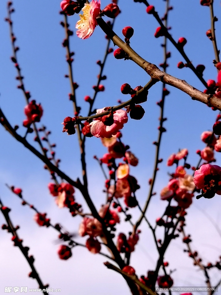 梅花