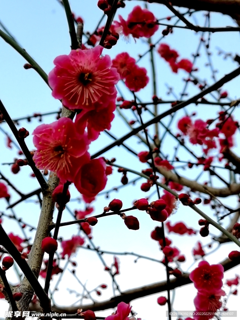 梅花