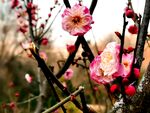 梅花