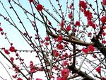 梅花