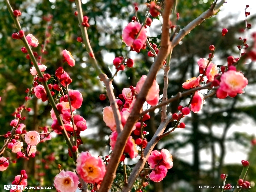 梅花