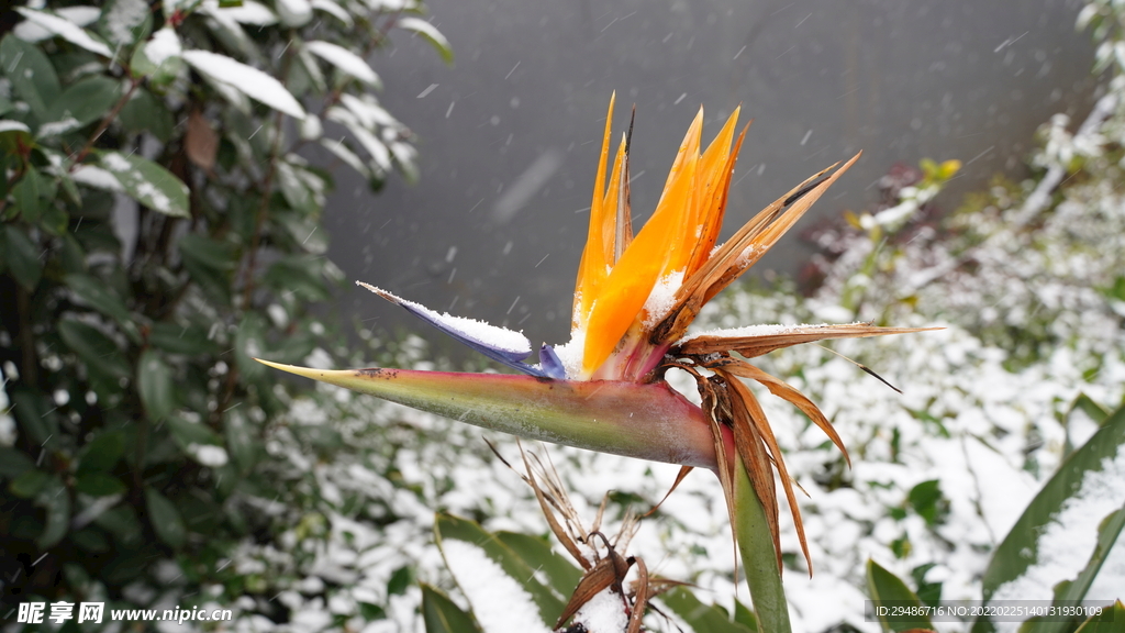 雪中天堂鸟