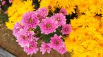 菊花展览拍摄