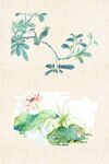 手绘荷花