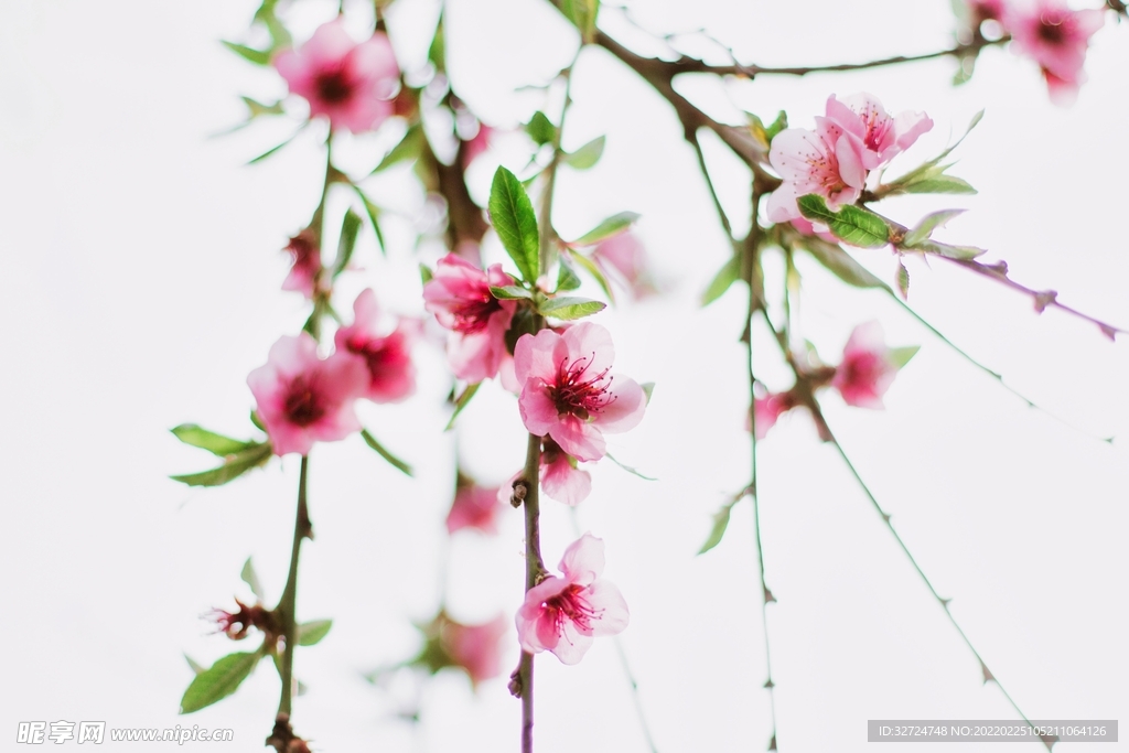 桃花