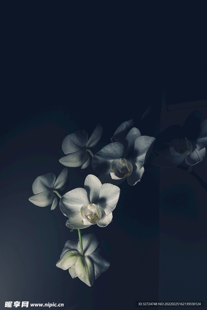 兰花