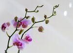 蝴蝶兰