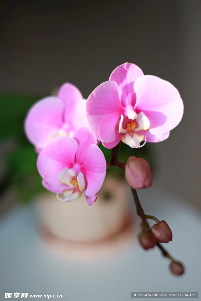 蝴蝶兰