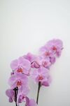 蝴蝶兰