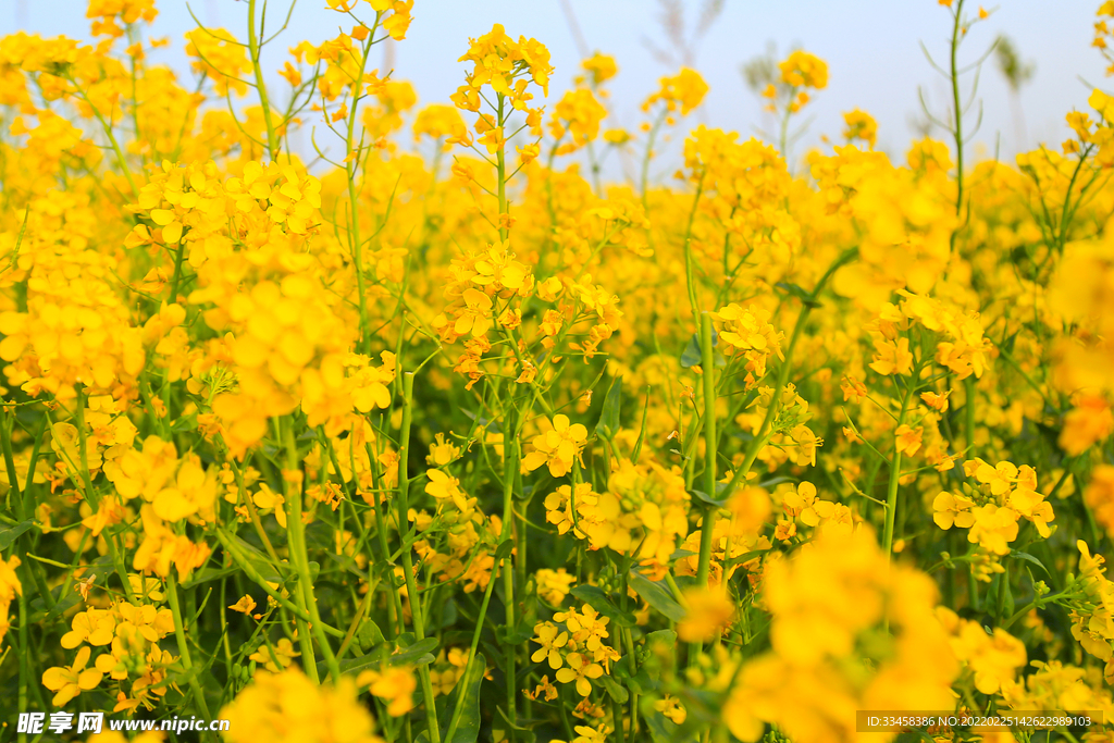 春天白天油菜花花海户外