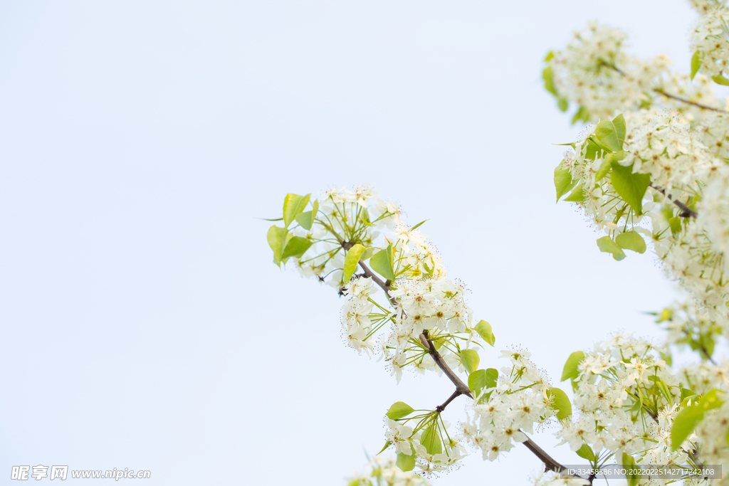 春天豆梨开花