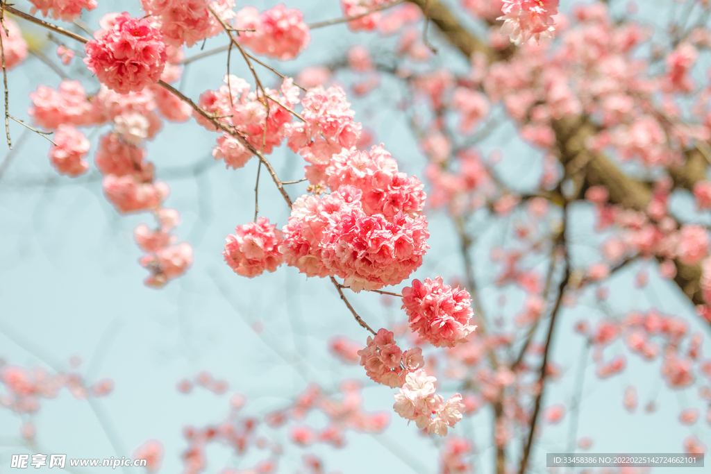 春天桃花繁花盛开自然风景
