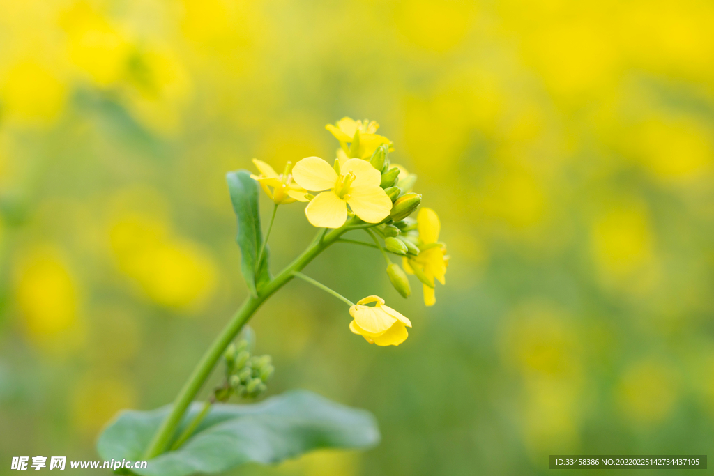 植物春天早上油菜花农田