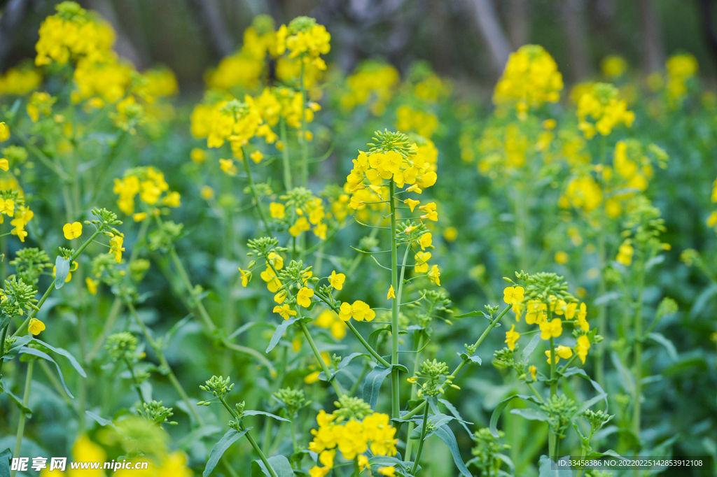 春天里的油菜花