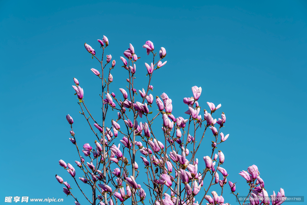 玉兰花