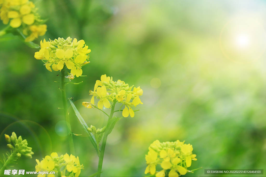 春天里的油菜花