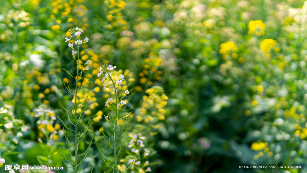 油菜花春天花朵公园赏花