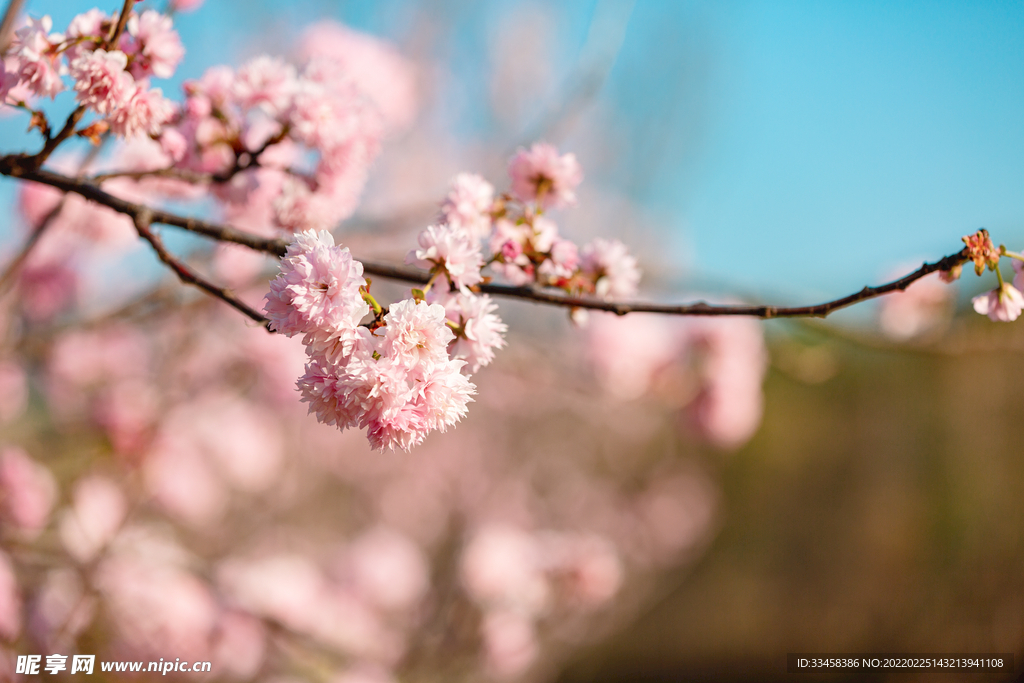粉色樱花春天花公园赏花