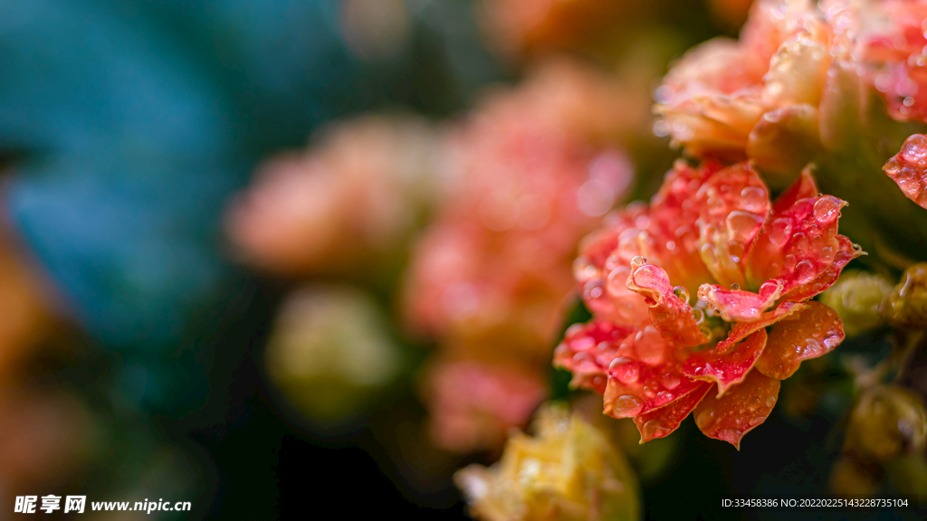 雨水春季谷雨花朵赏花摄影图