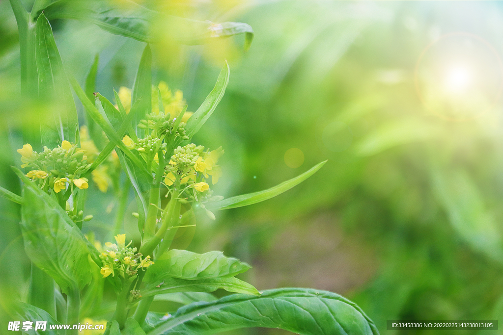春天的油菜花