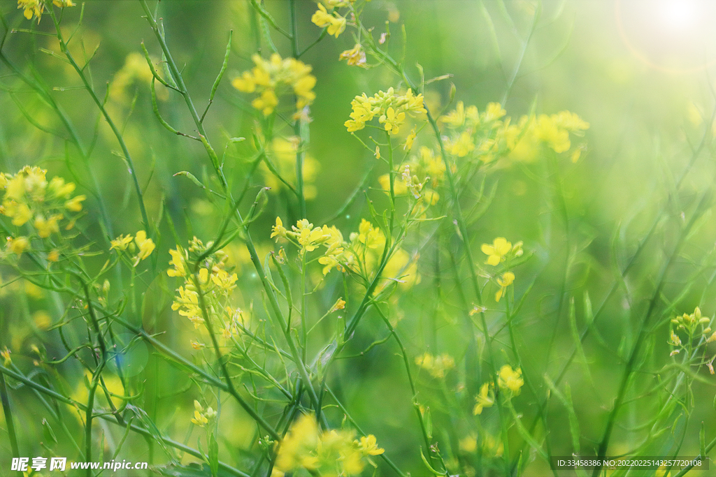 春天油菜花背景