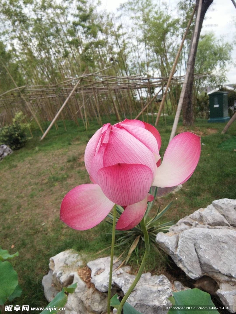 荷花