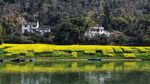 婺源 油菜花 春天 黄色 山 