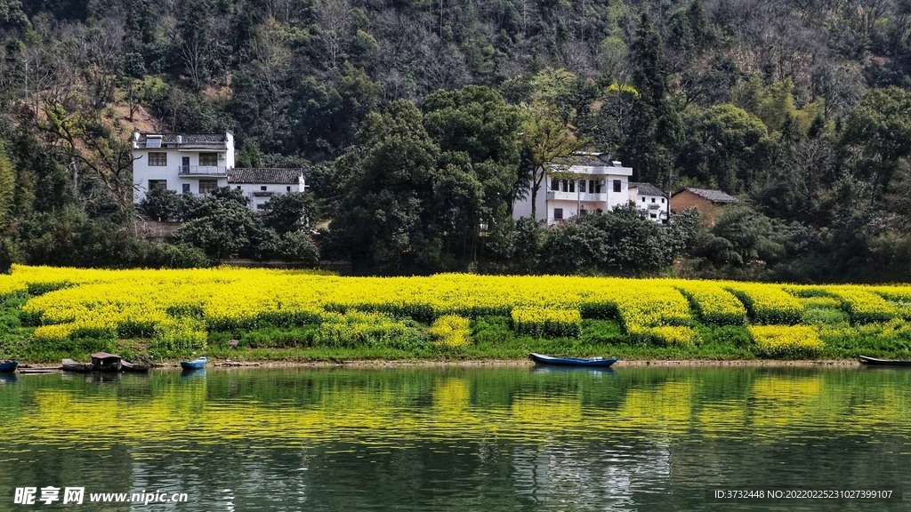 婺源 油菜花 春天 黄色 山 