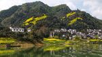 婺源 油菜花 春天 黄色 山 