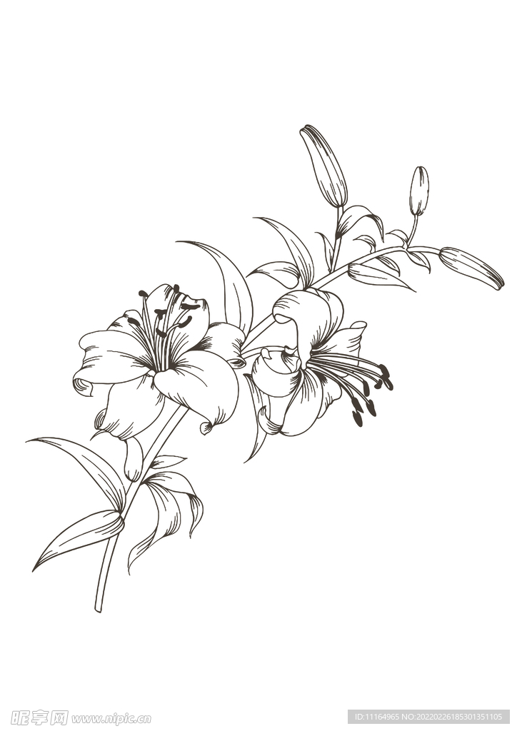 百合花
