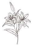 百合花