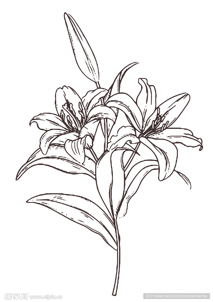 百合花