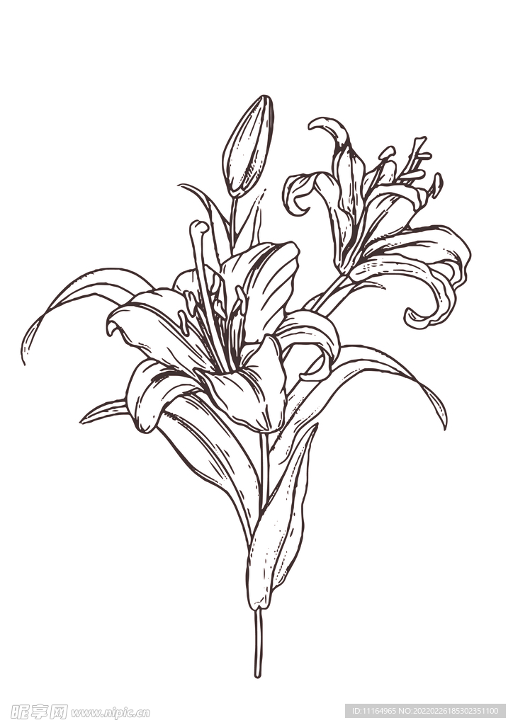 百合花