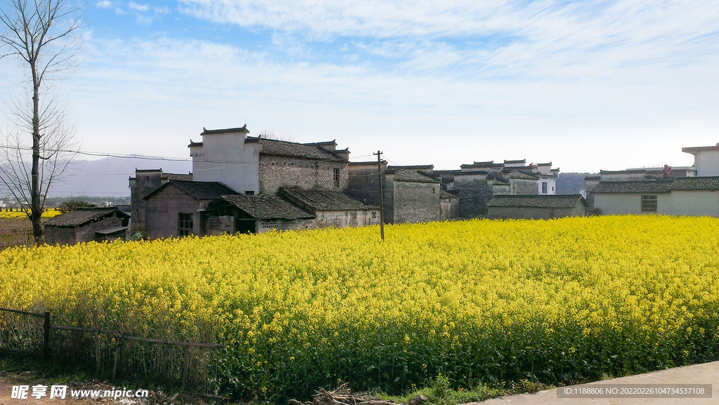 油菜花