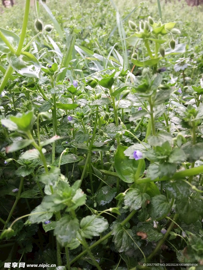 小草