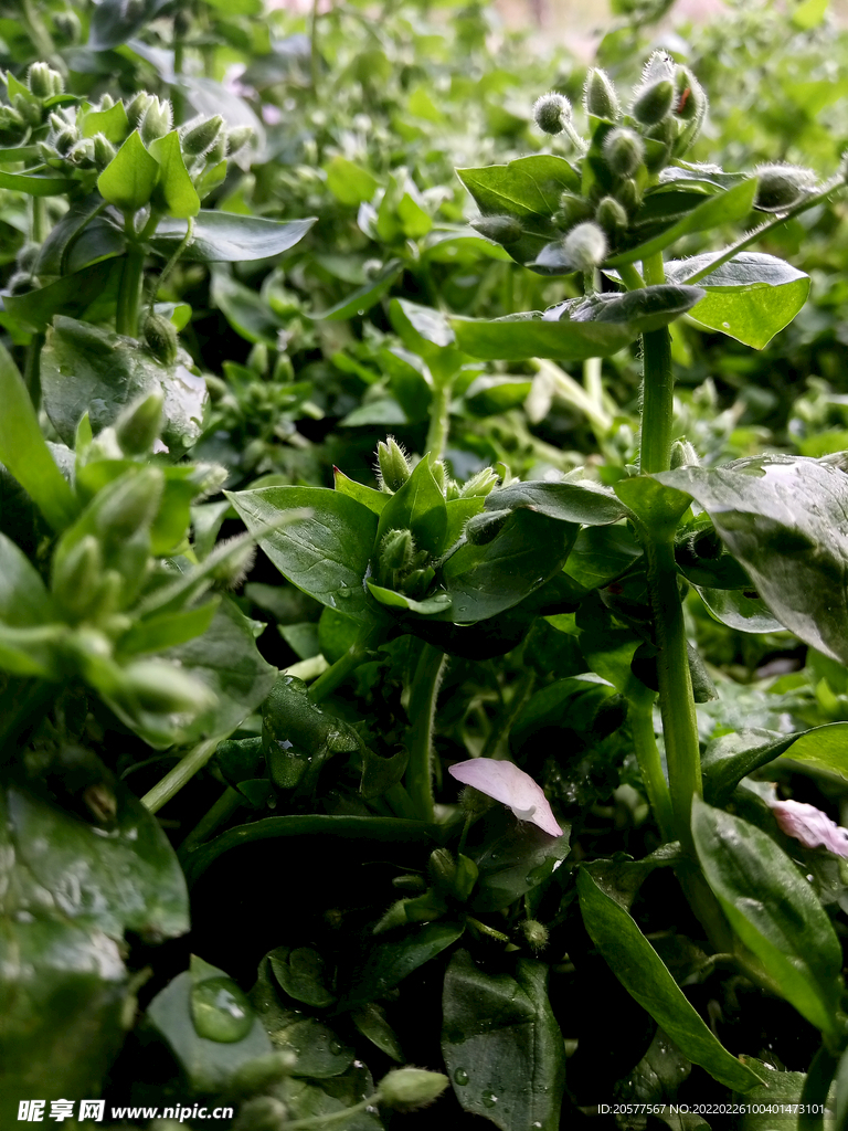 小草