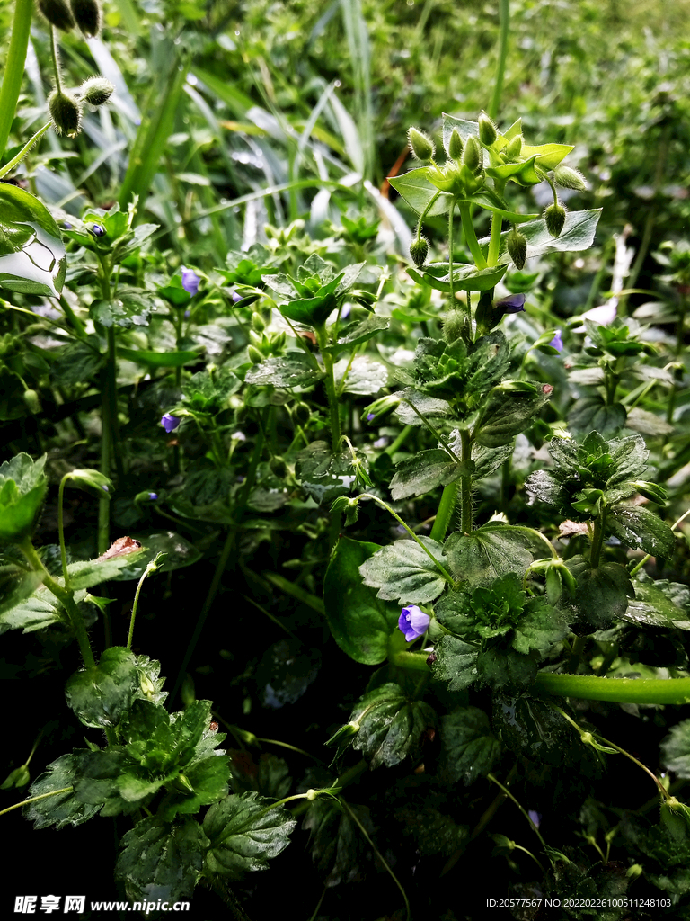 小草