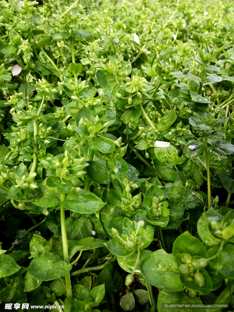 小草