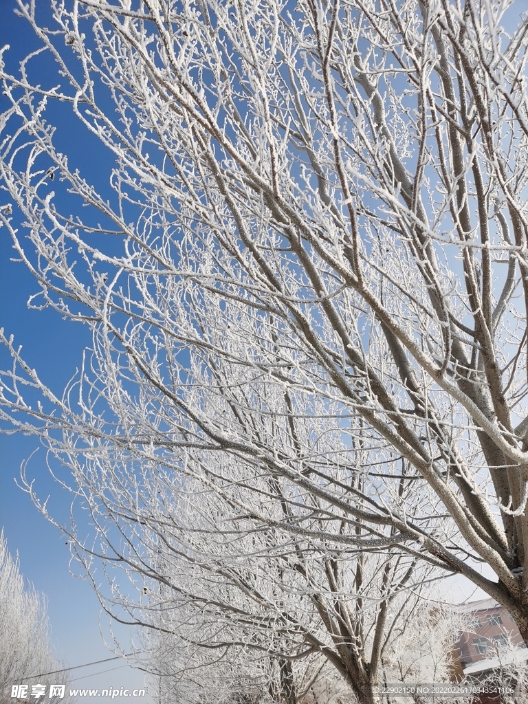 树挂冰雪风景
