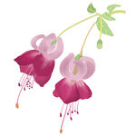 花朵 手绘
