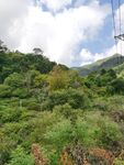 蓝天白云 树林风景
