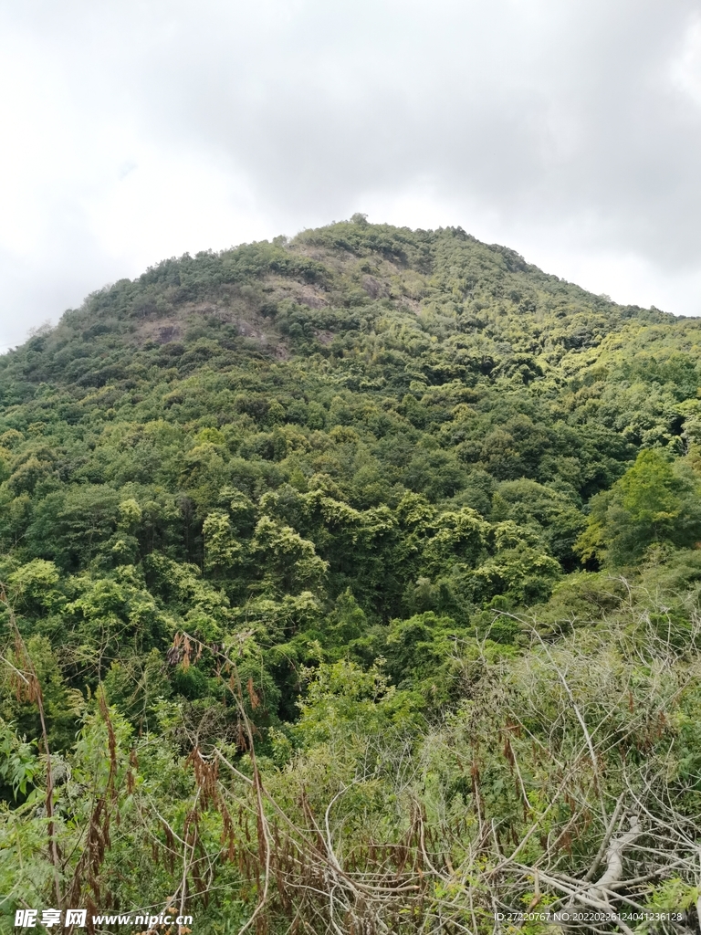 森林风景