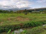 草地