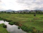 农村草地