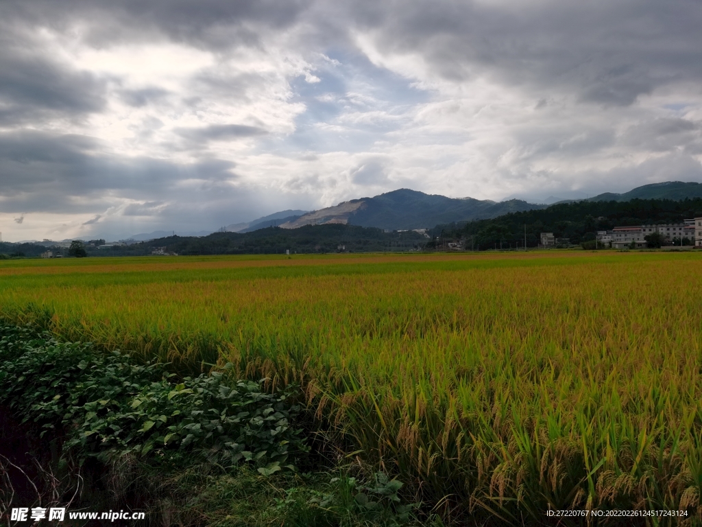 秋收 水稻 田野