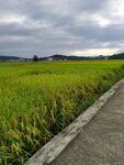 水田风景