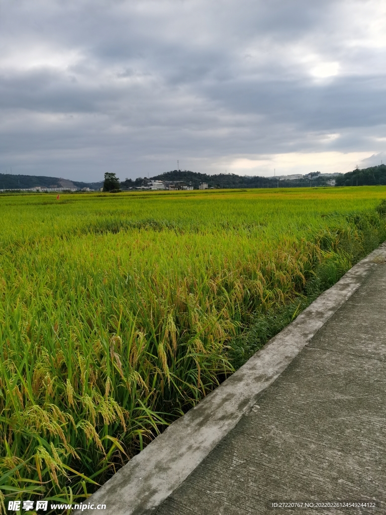 水田风景